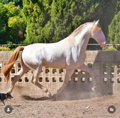 Buckskin PRE-Stute von PICASSO LH