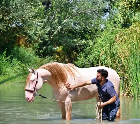 Buckskin PRE-Stute von PICASSO LH