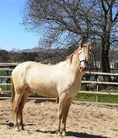 4 Jahre alter PRE-Hengst – ASH PEARL-Farbe