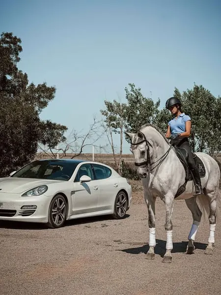 12 Jahre alter Lusitano-Wallach