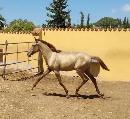 Potro PRE de un año – Color champán – Zona PIRO FREE