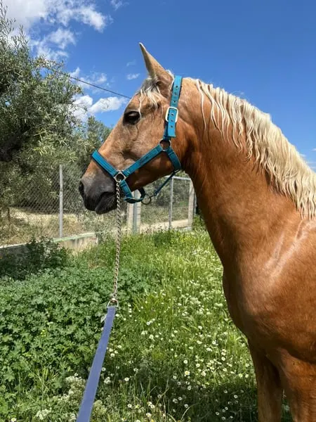4 Jahre alter Palomino PRE-Hengst – Dressur-Blutlinien