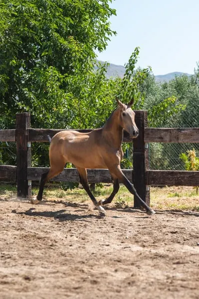Buckskin PRE Hengst – Geburtsdatum: März 2024