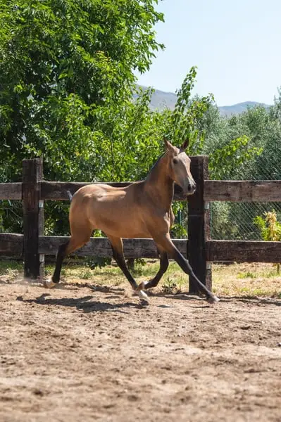 Semental PRE Buckskin – Fecha de nacimiento: marzo de 2024