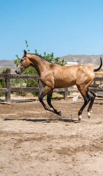 Buckskin PRE Hengst – Geburtsdatum: März 2024