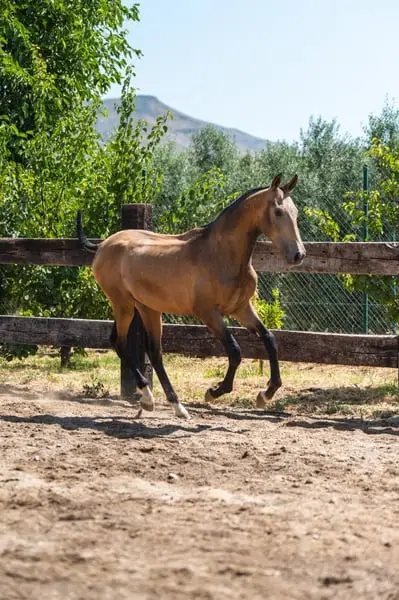 Buckskin PRE Hengst – Geburtsdatum: März 2024