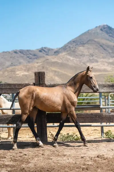 Buckskin PRE Hengst – Geburtsdatum: März 2024