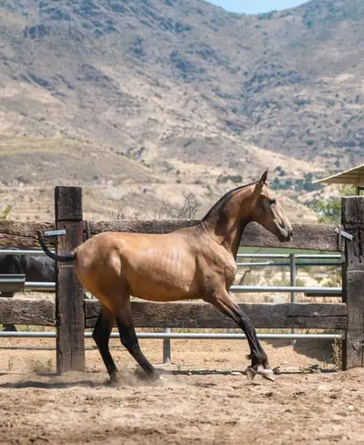 Buckskin PRE Hengst – Geburtsdatum: März 2024