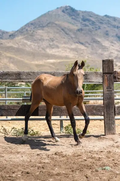 Buckskin PRE Hengst – Geburtsdatum: März 2024
