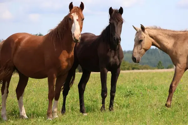 Wunderschöne liebenswete Freitzeitponystute