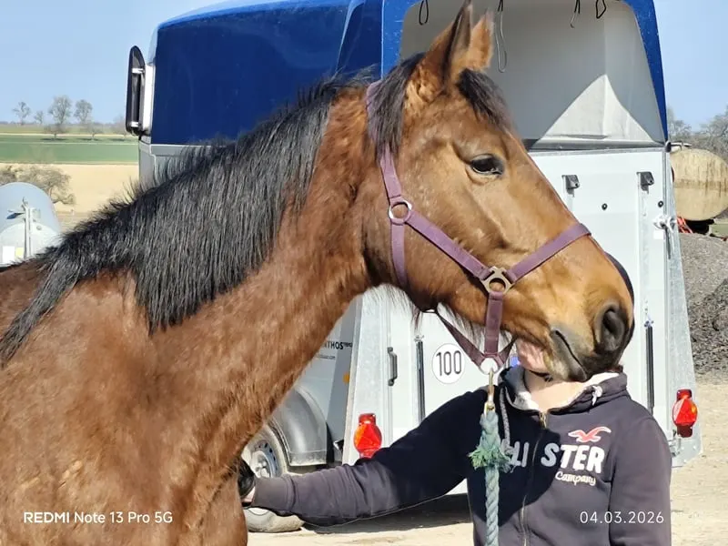 Hickstead Blue Nachkomme mit viel Vermögen am Sprung