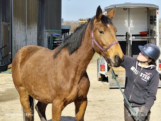 Hickstead Blue Nachkomme mit viel Vermögen am Sprung