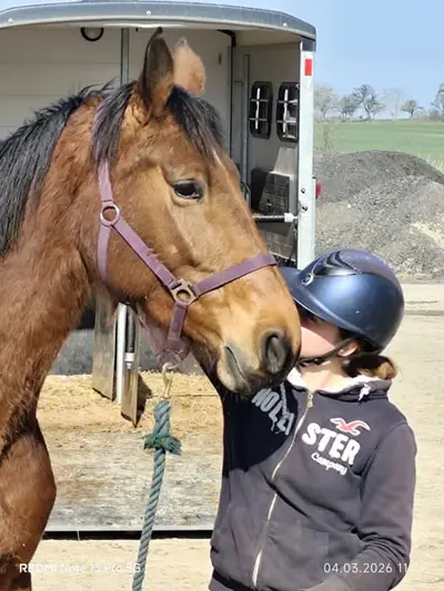 Hickstead Blue Nachkomme mit viel Vermögen am Sprung