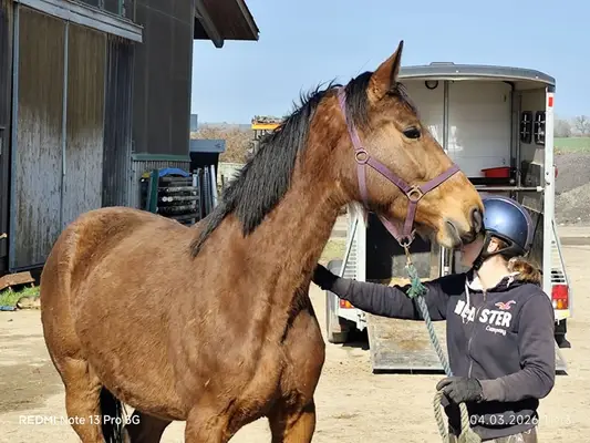 Hickstead Blue Nachkomme mit viel Vermögen am Sprung