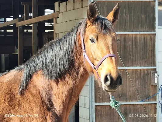 Hickstead Blue Nachkomme mit viel Vermögen am Sprung