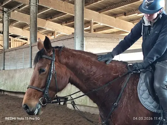 Hickstead Blue Nachkomme mit viel Vermögen am Sprung