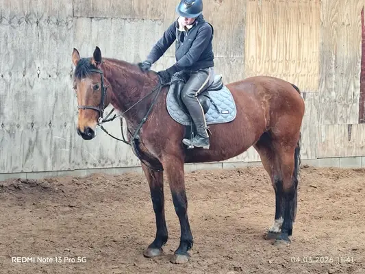 Hickstead Blue Nachkomme mit viel Vermögen am Sprung