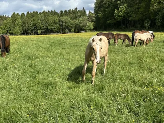 Fohlenverkaufstag am kommenden Sonntag, den 17.5.