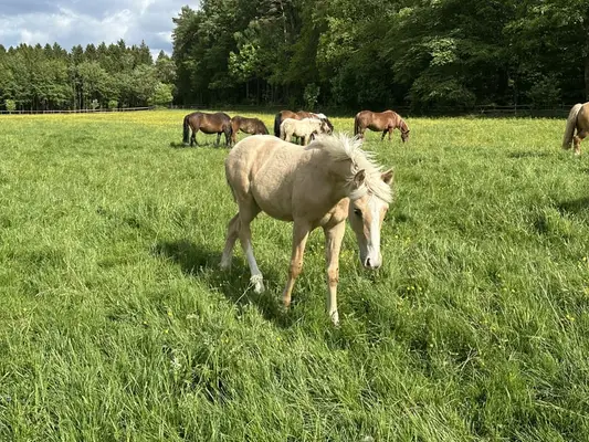 Fohlenverkaufstag am kommenden Sonntag, den 17.5.