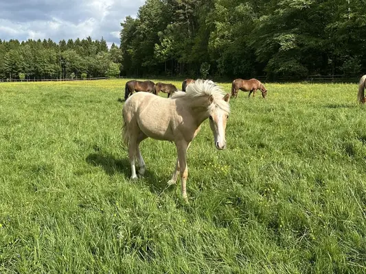 Fohlenverkaufstag am kommenden Sonntag, den 17.5.