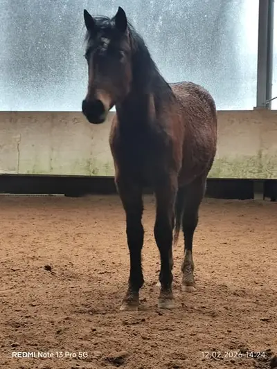 Freizeitpartner und Familienpferd