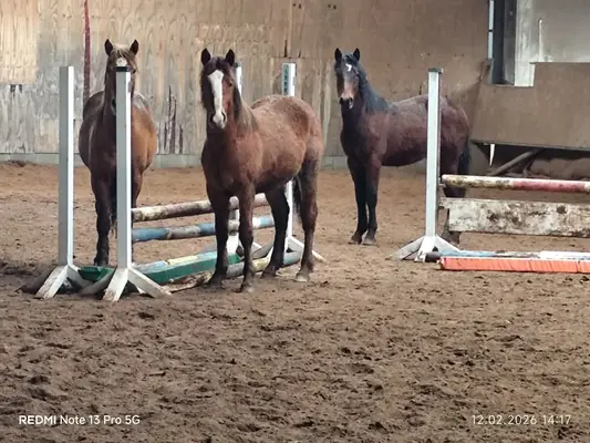Freizeitpartner und Familienpferd