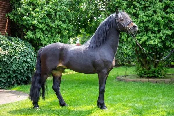 Deckanzeige - Dartmoor Hengst