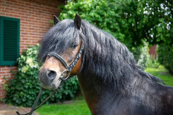 Dartmoor Hengst Pony