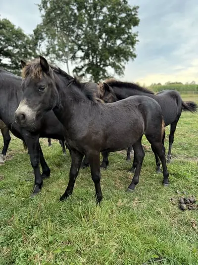 Dartmoor Hengst Pony
