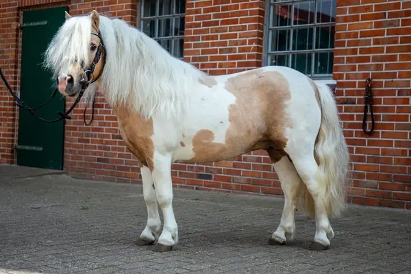 Shetty Deckhengst Palominoschecke