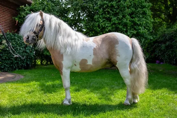 Shetty Deckhengst Palominoschecke