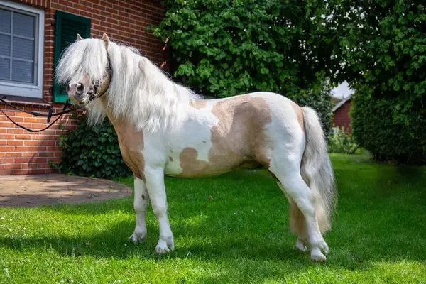 Shetty Deckhengst Palominoschecke