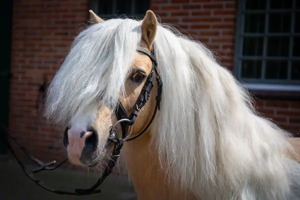 Shetty Deckhengst Palominoschecke