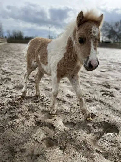 Shetty Deckhengst Palominoschecke