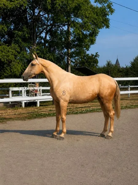 Suche erfahrene Reitpferde – Pferde zum Reiten