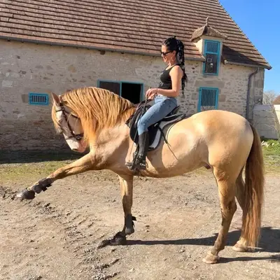 Suche erfahrene Reitpferde – Pferde zum Reiten