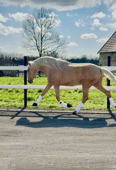 Suche erfahrene Reitpferde – Pferde zum Reiten