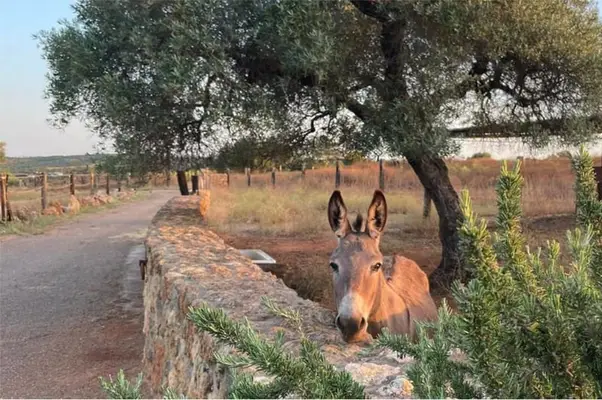 Finca des Traumhaften Landguts mit über 90 Hektar in der Nähe von Sevilla