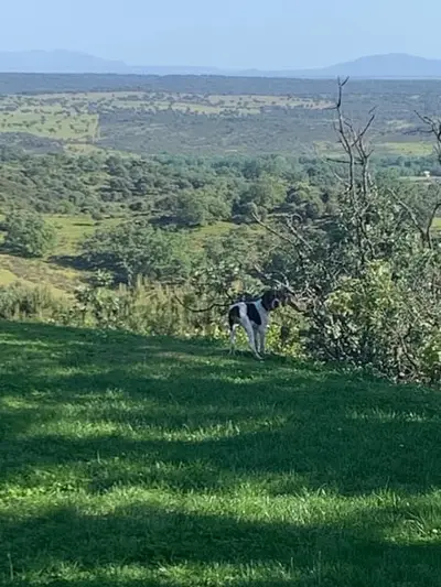 Finca im Gebiet von Gredos in Ensueño