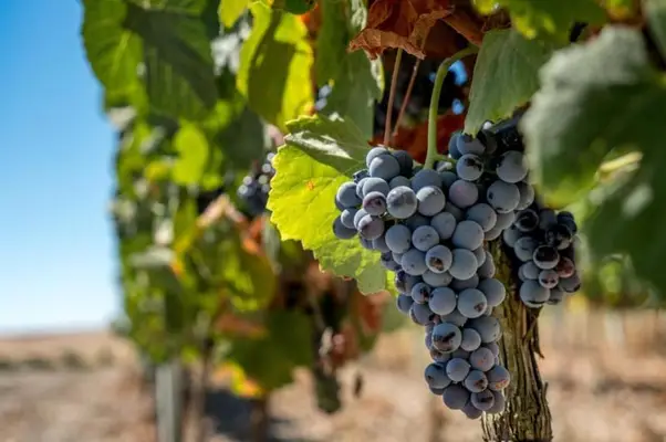 Wunderschliches Anwesen mit Weinbergen und Unterkünften für den Weintourismus.