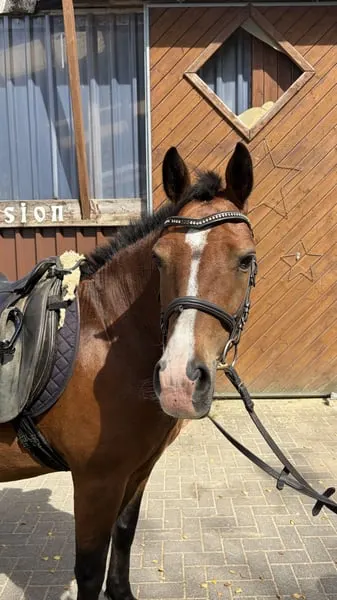 Fieke – 11-jährige braune Ponystute sucht ihr Herzenszuhause