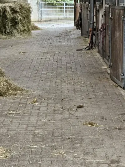 Pferdebox zu vermieten