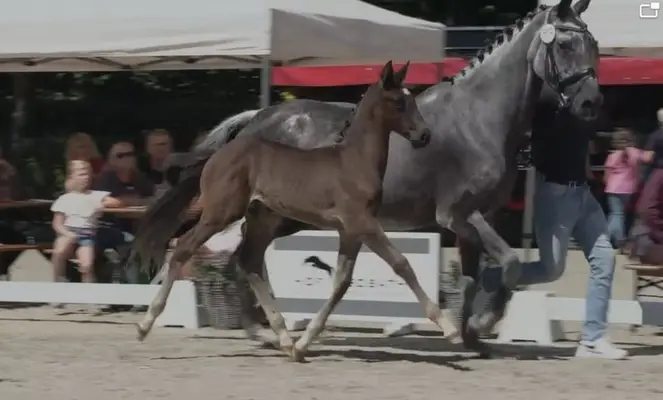 Colt by Cador – promising jumping lineage