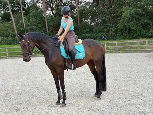 Jument de rêve avec des perspectives pour le sport de haut niveau