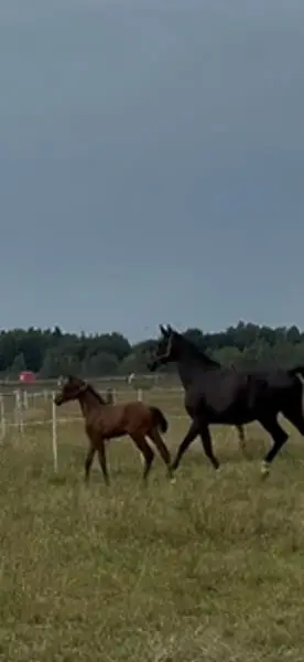 Typical stallion yearling by Vivaldos