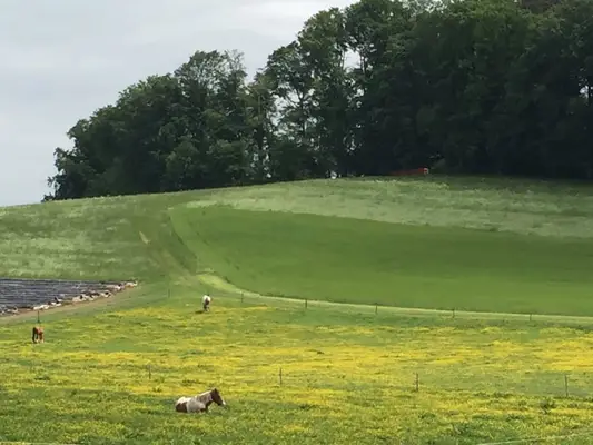 Anreiten/ Korrektur -Beritt für Pferde und Ponys