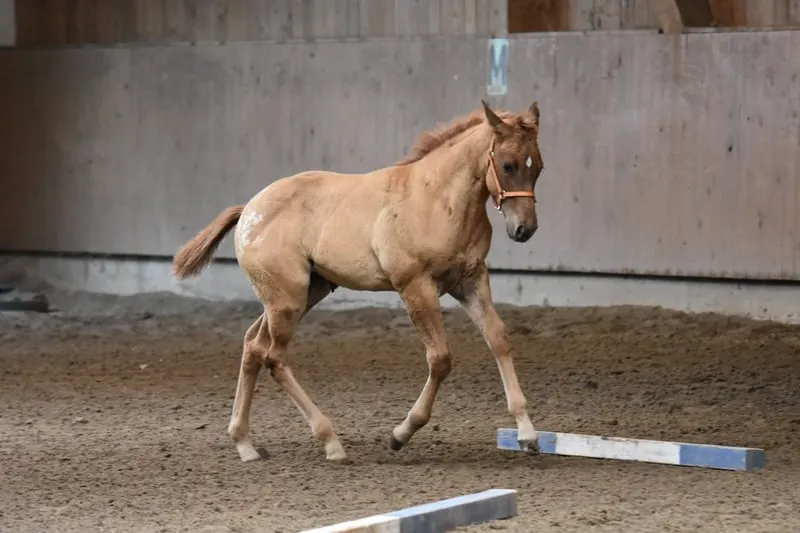 Kleine Herzensbrecherin mit großem Potenzial