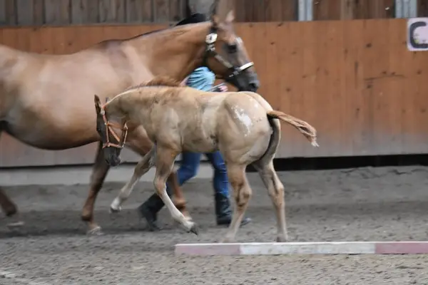 Kleine Herzensbrecherin mit großem Potenzial