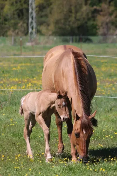 Kleine Herzensbrecherin mit großem Potenzial