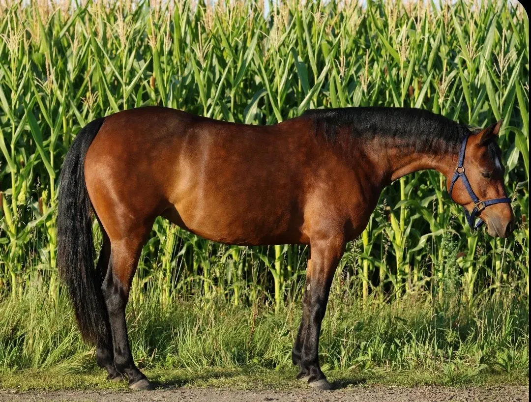 Bildhübsche Quarter Horse Stute mit Talent und Perspektive